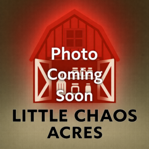 Bowl'd Over Broth - Ramen-based broth